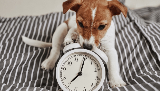 Do You Really Need an Alarm Clock?